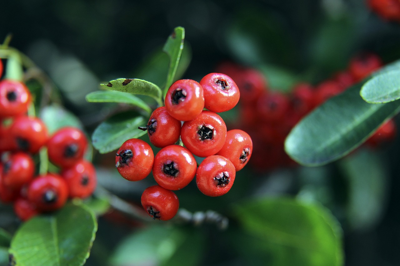 择权的提升 择权的提升