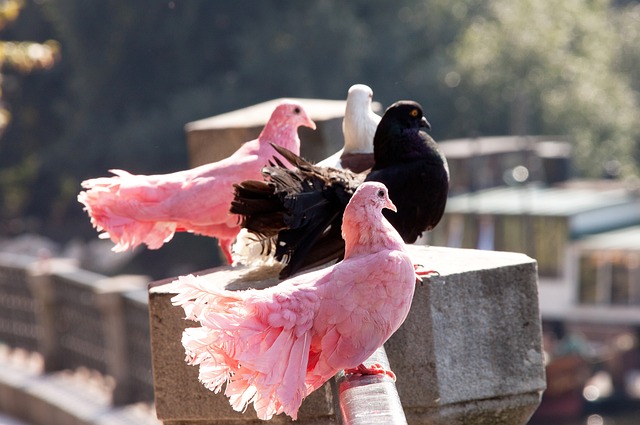 织严密的战 织严密的战