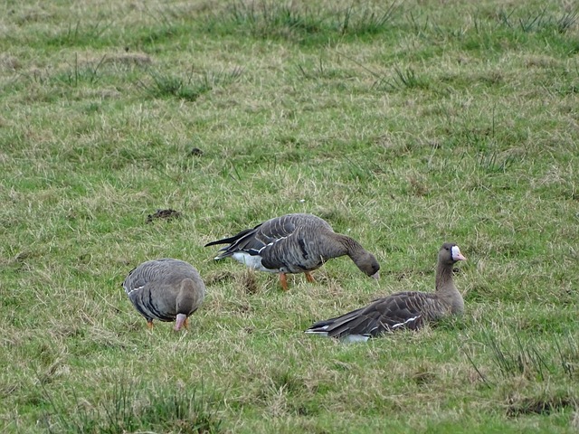 表团在本届 表团在本届